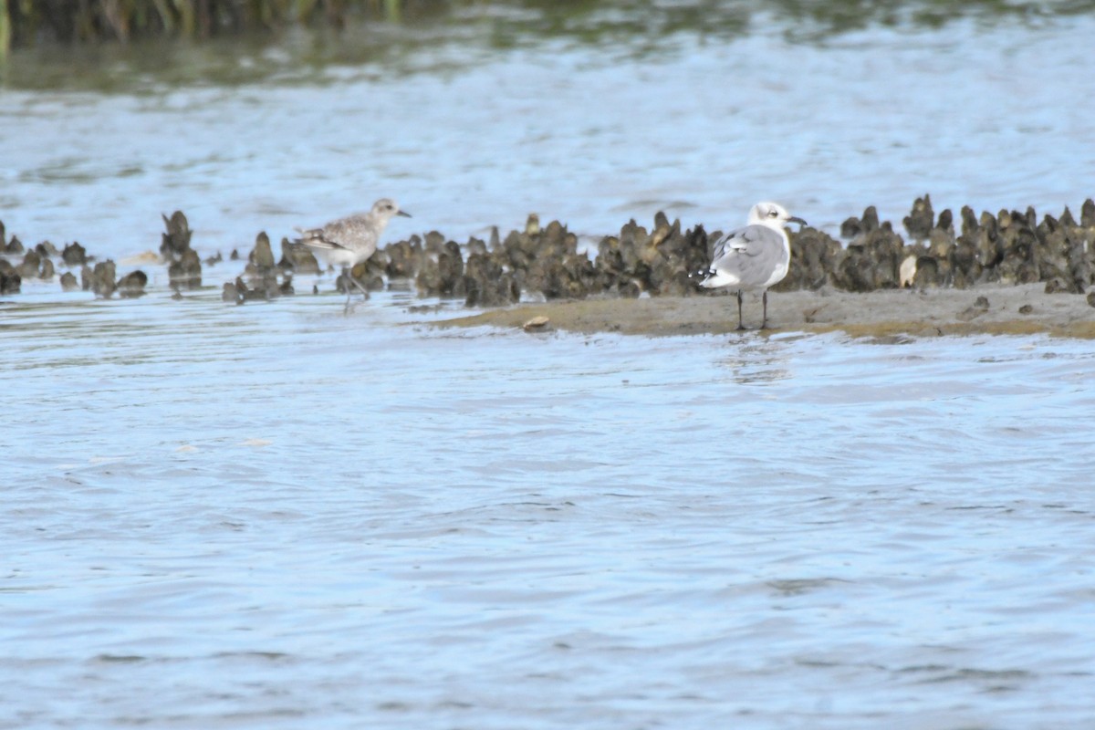 Laughing Gull - ML642646371