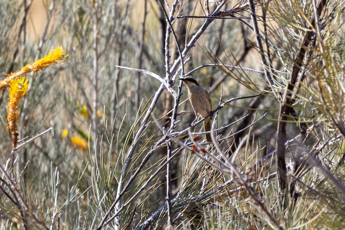 Singing Honeyeater - ML642646372