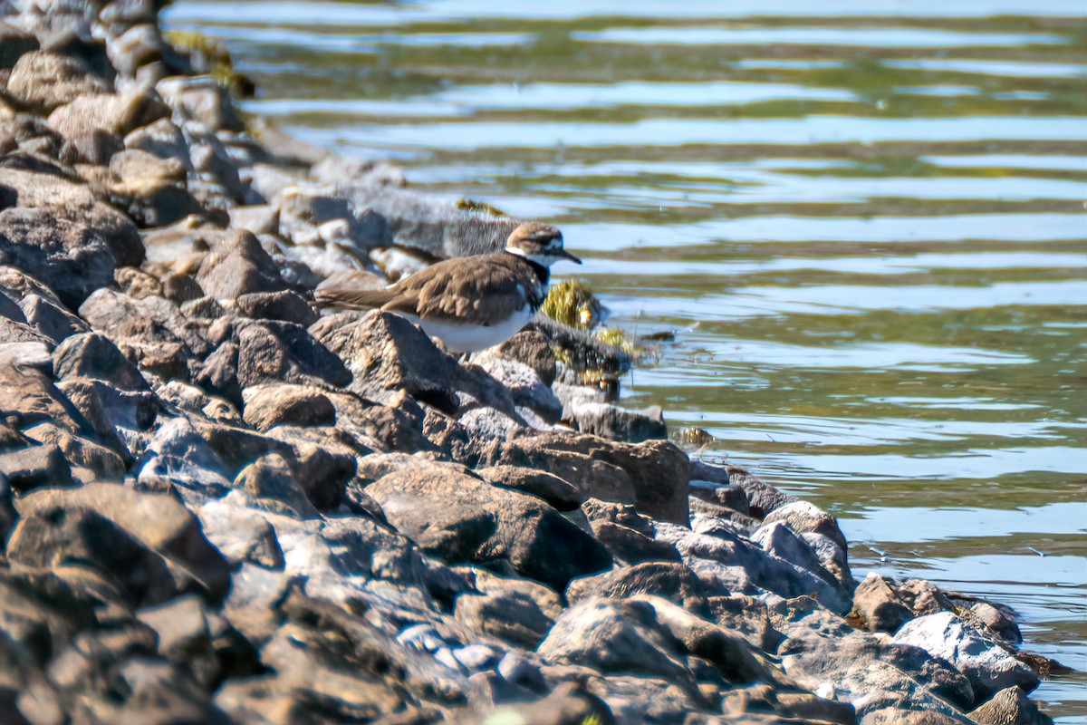 Killdeer - ML642646377