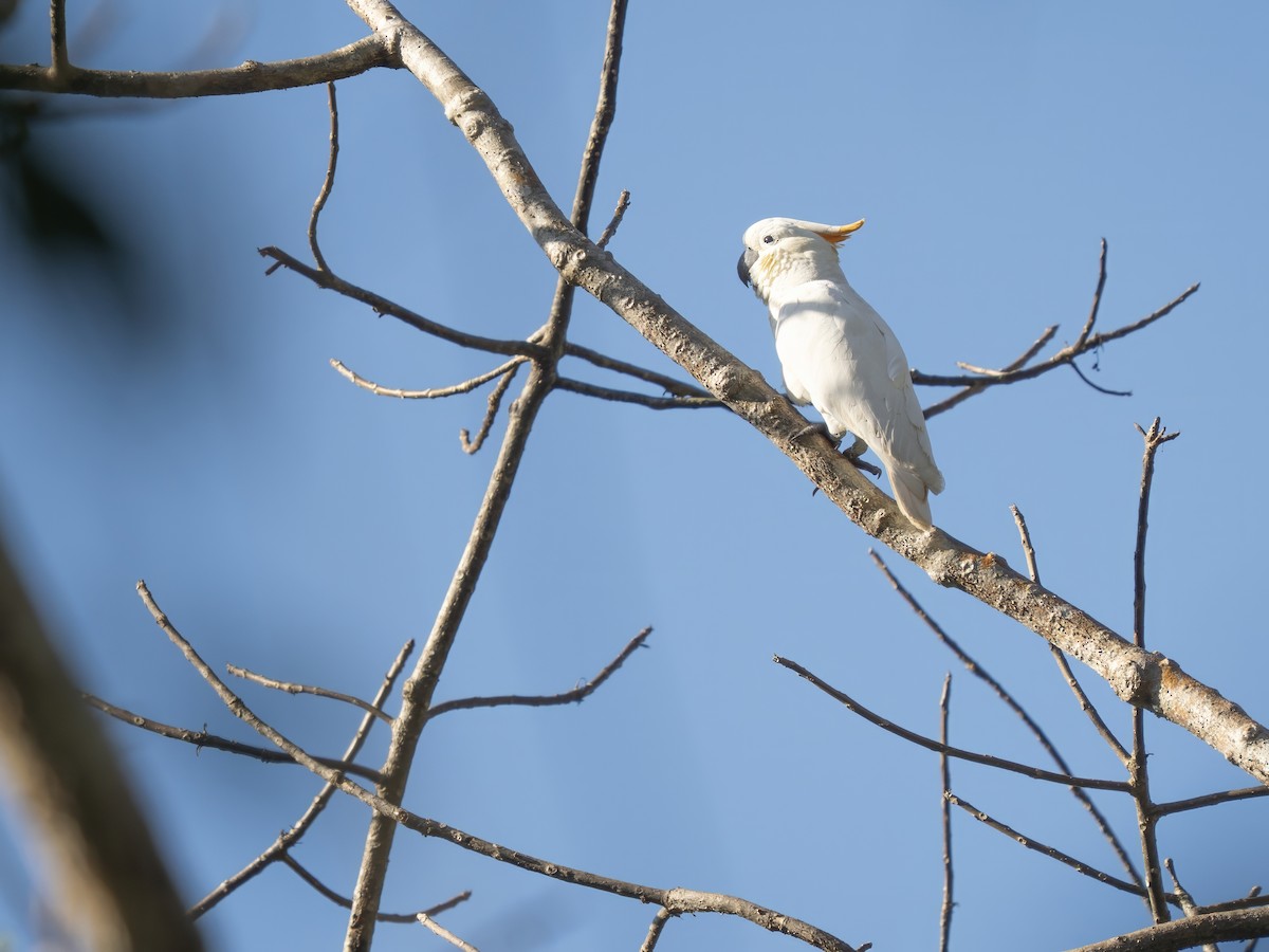 Cacatúa de Sumba - ML642646402