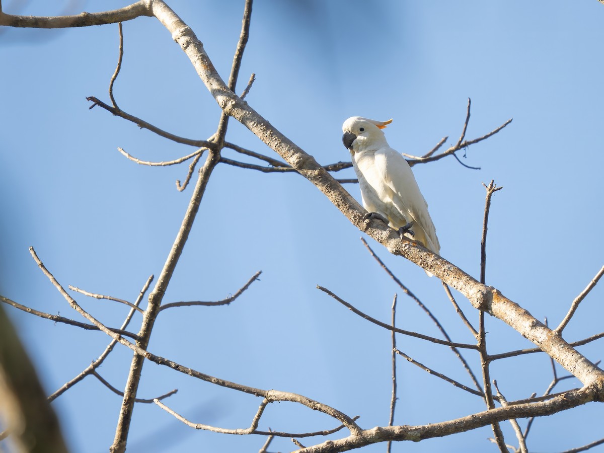 Cacatúa de Sumba - ML642646403