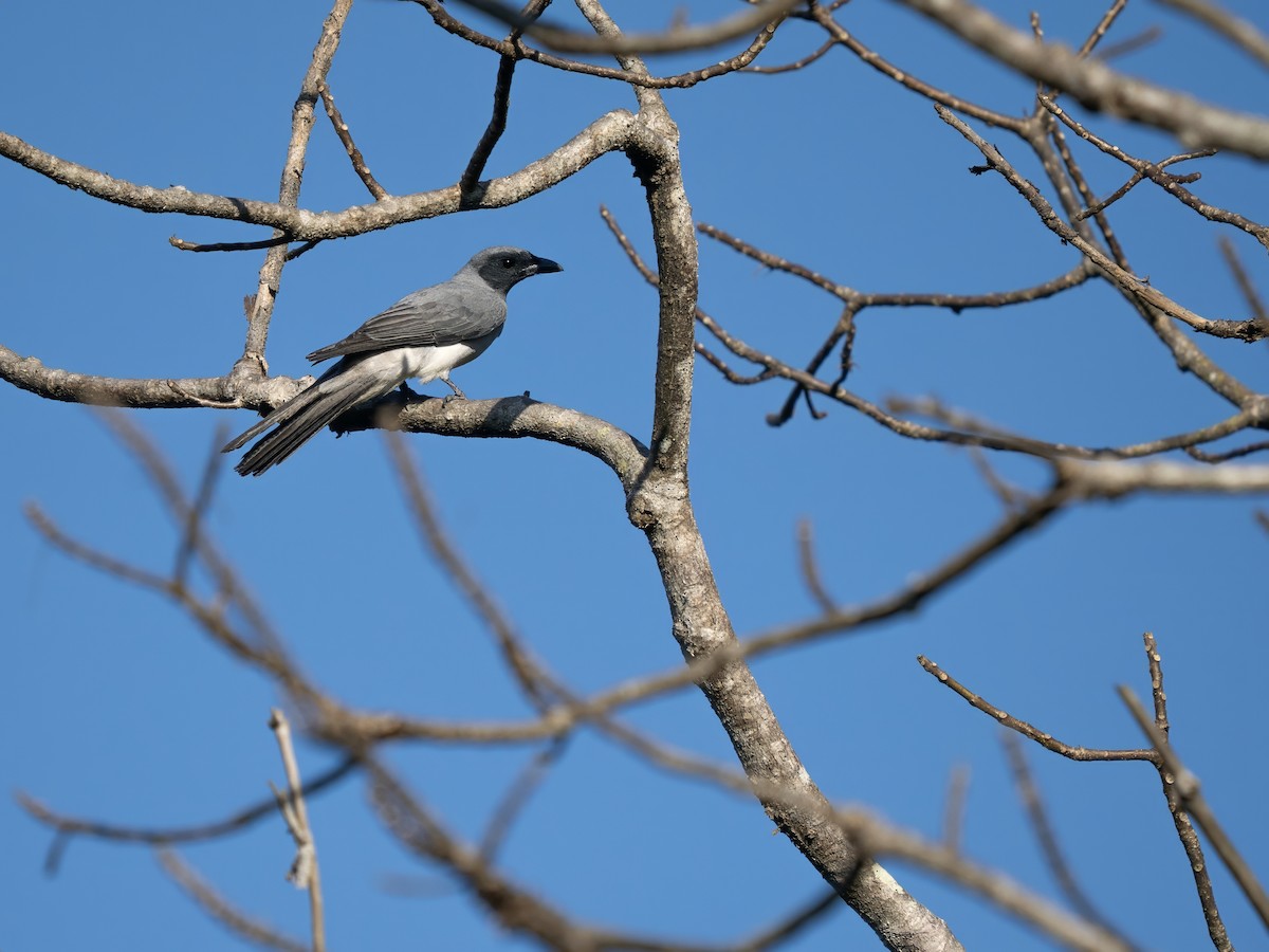 Wallacean Cuckooshrike (Sumba) - ML642646429