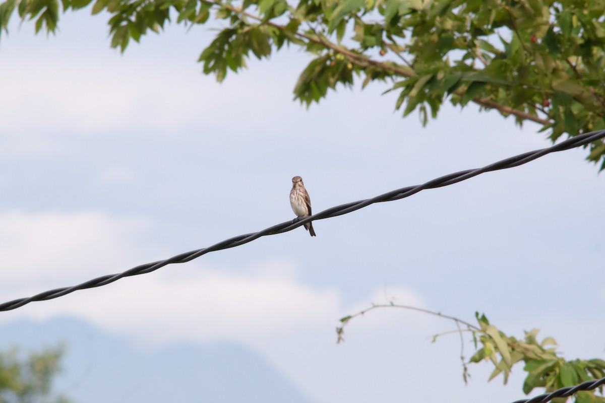 Gray-streaked Flycatcher - ML642646439
