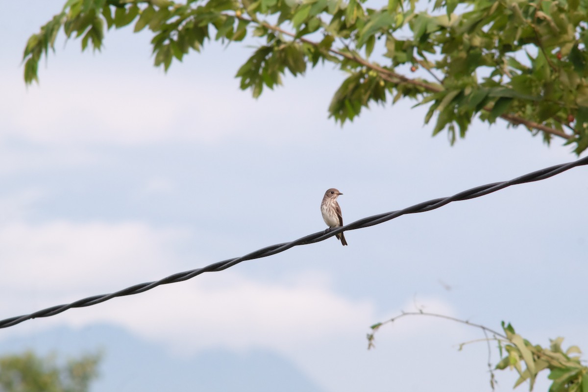 Gray-streaked Flycatcher - ML642646440