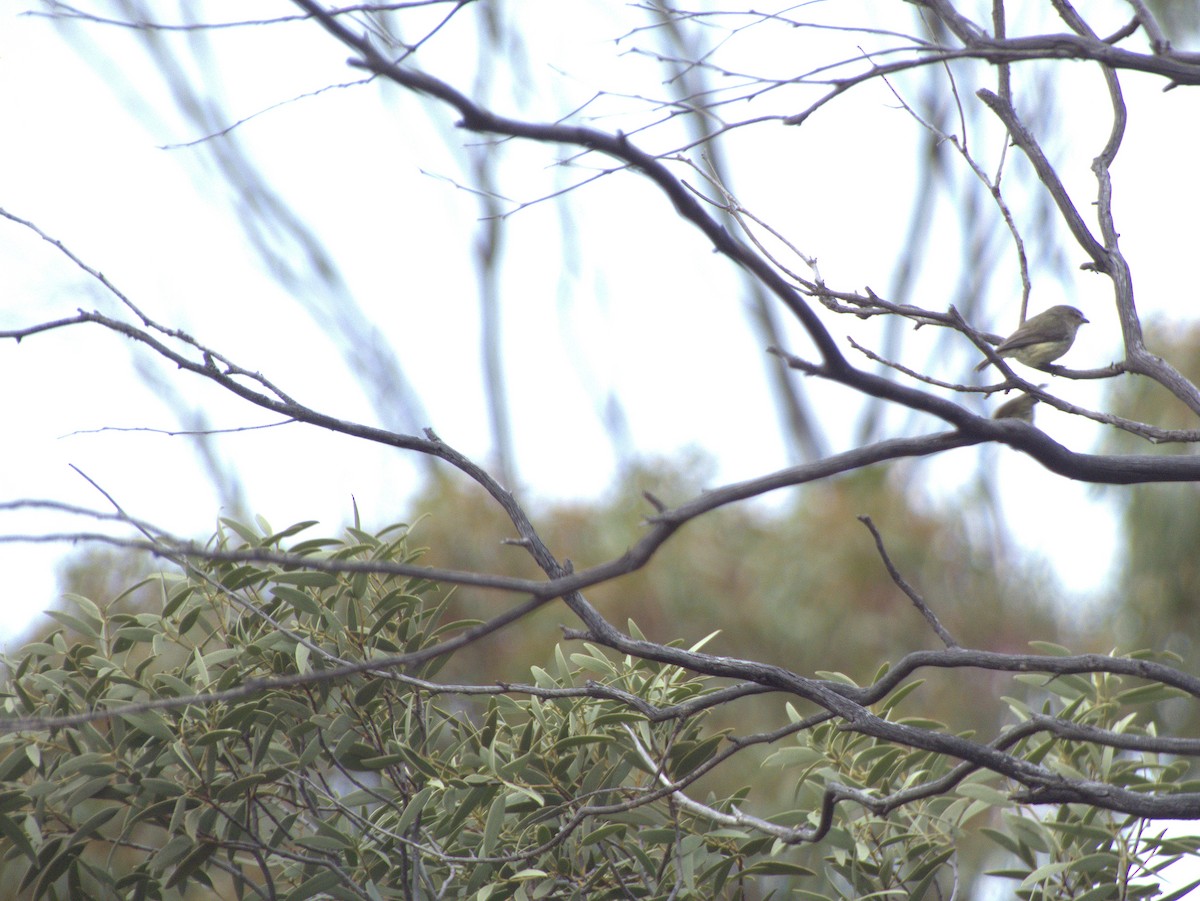 Weebill - ML642646446
