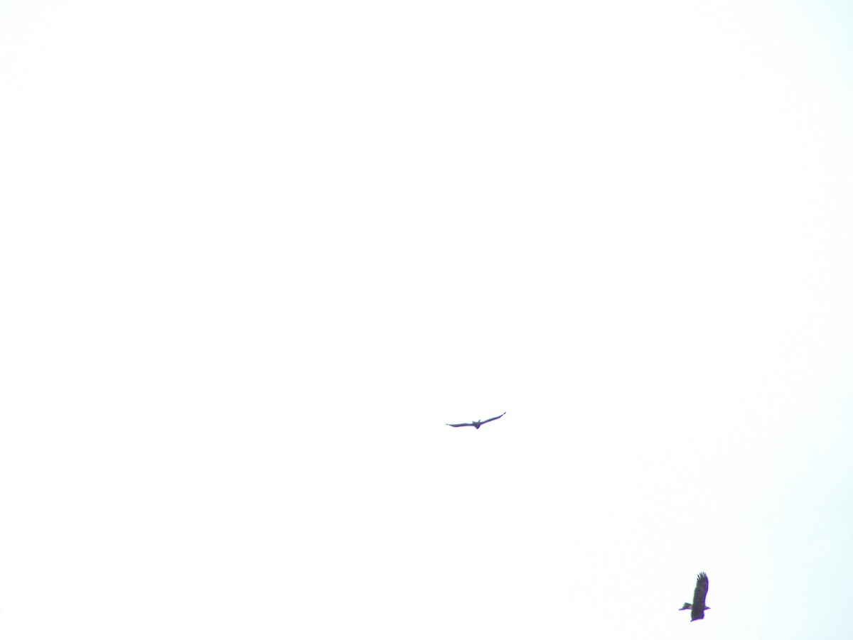 Wedge-tailed Eagle - ML642646456