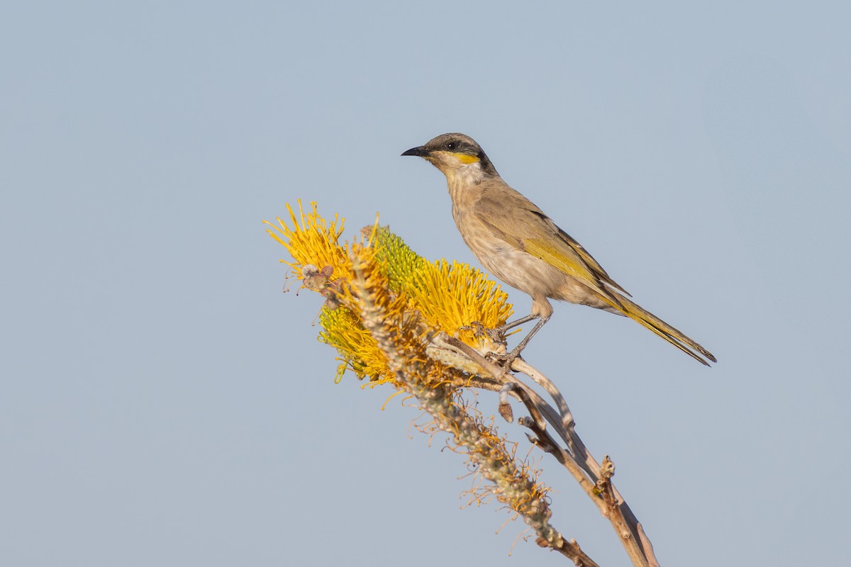 Singing Honeyeater - ML642646462