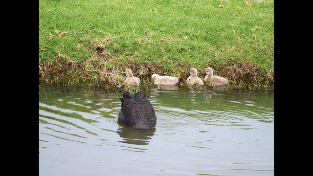 Black Swan - ML642646464