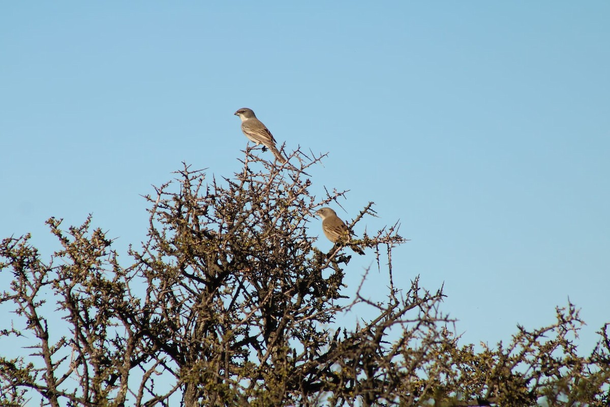 Diuca Finch - ML642646473