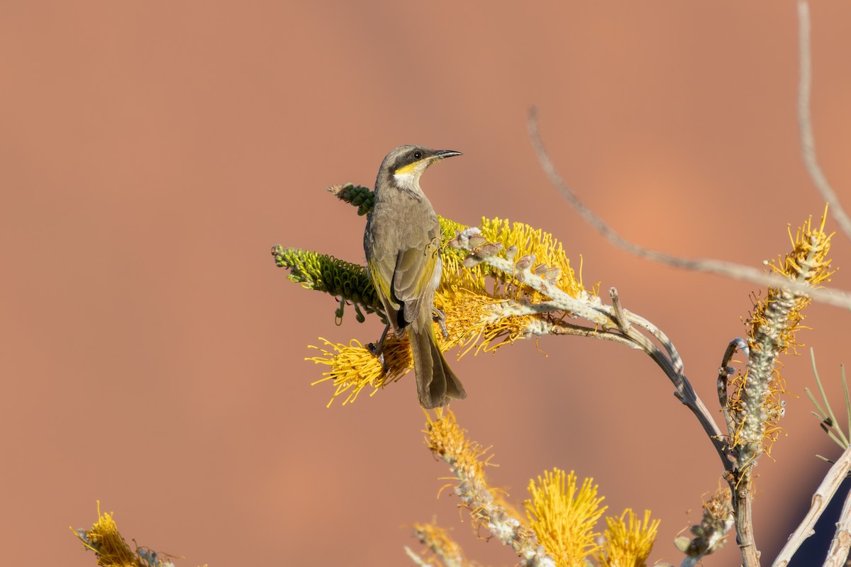 Singing Honeyeater - ML642646480