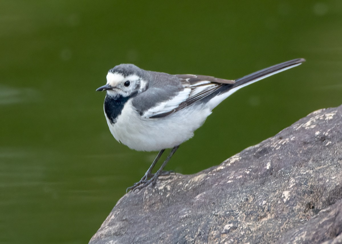 White Wagtail (Hodgson's) - ML642646498