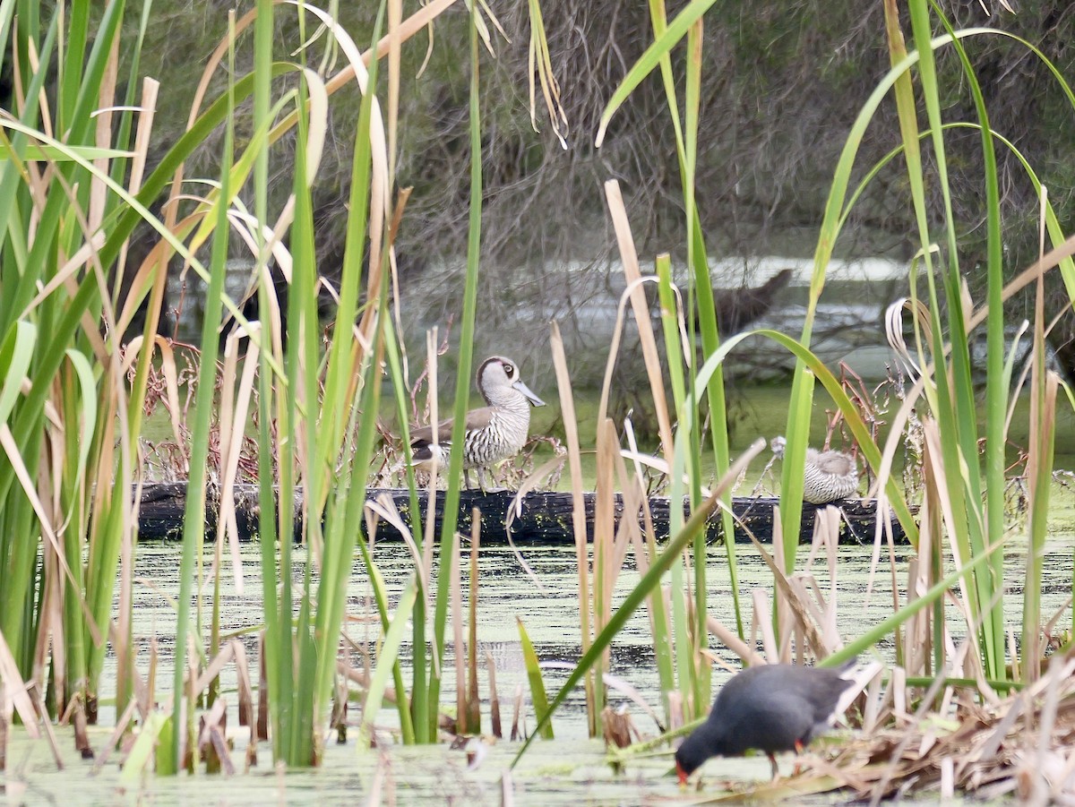 Pink-eared Duck - ML642646501