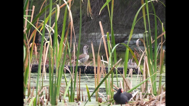 Pink-eared Duck - ML642646502