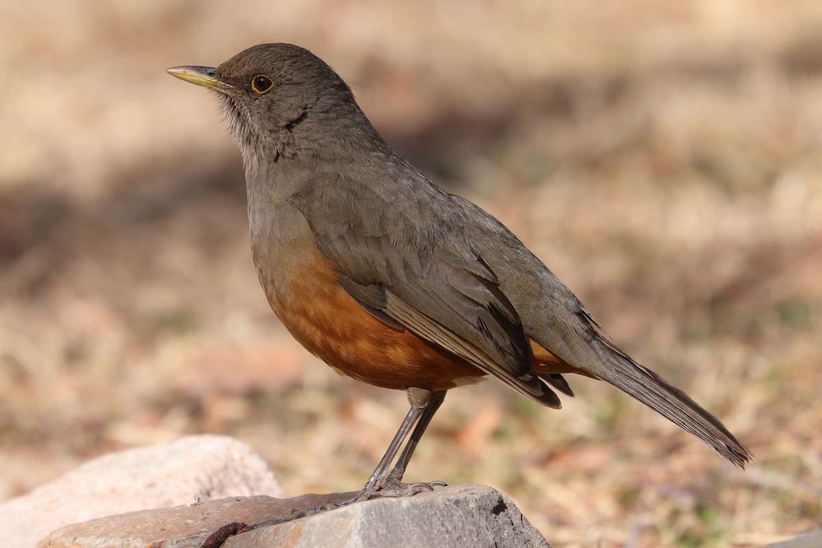 Rufous-bellied Thrush - ML642646517