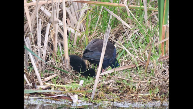 Australasian Swamphen - ML642646519