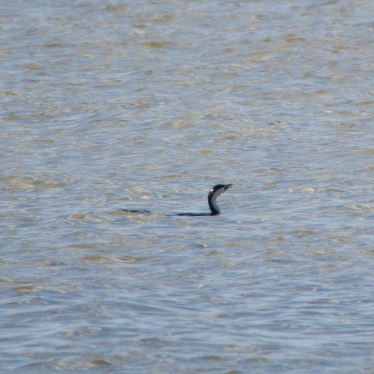 Black-faced Cormorant - ML642646536