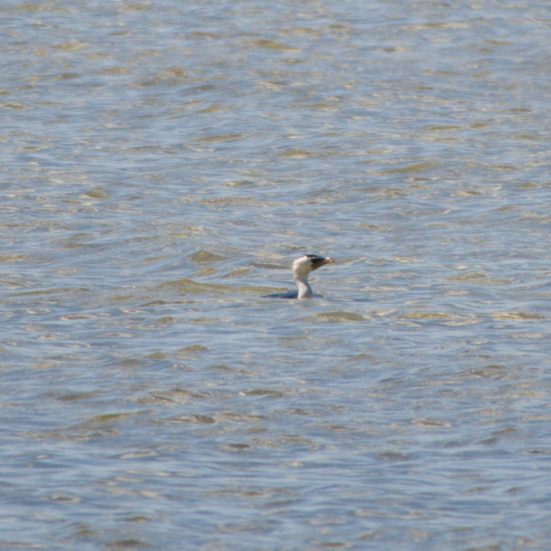 Black-faced Cormorant - ML642646537
