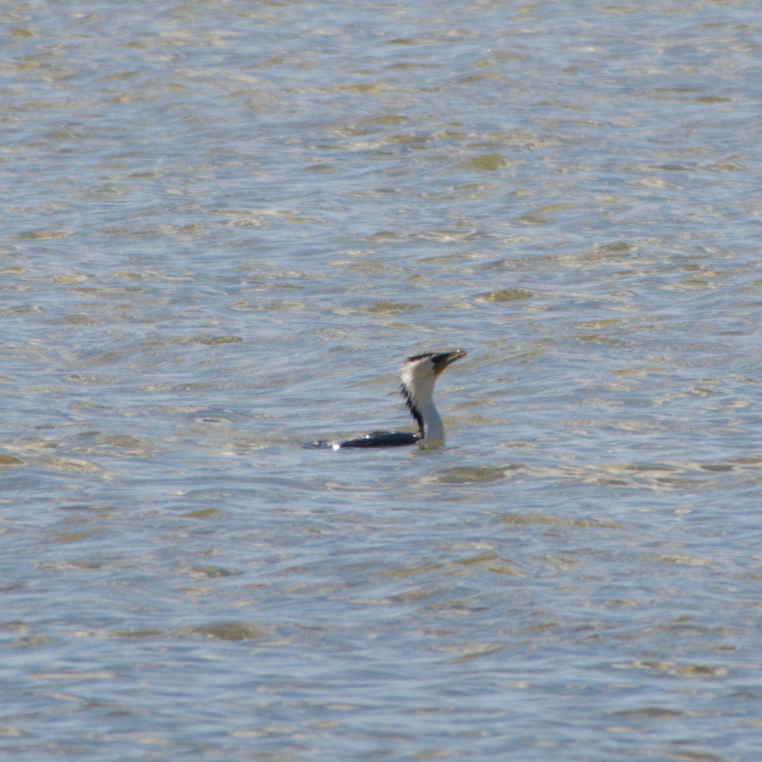 Black-faced Cormorant - ML642646538