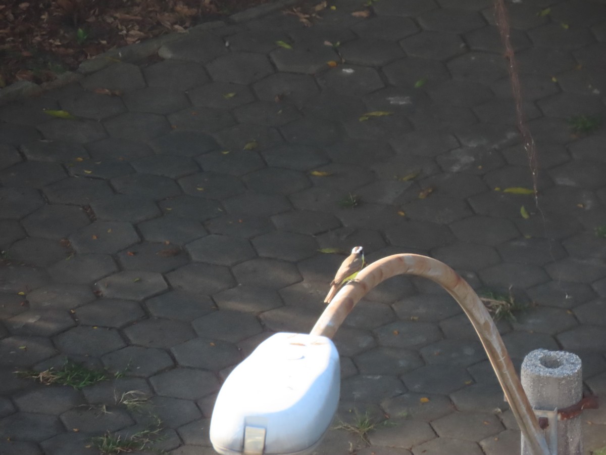 Boat-billed Flycatcher - ML642646550