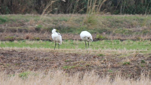 skjestork - ML642646564