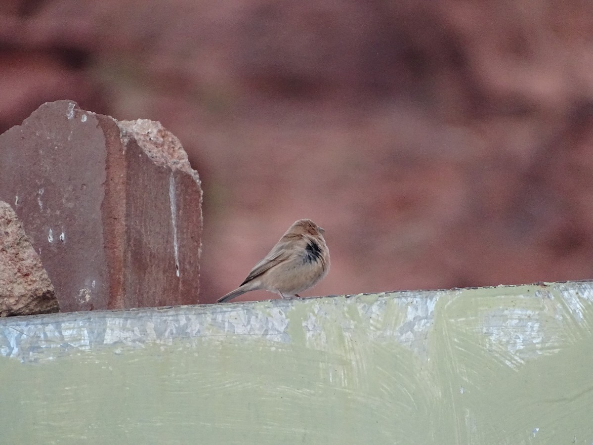 Sinai Rosefinch - ML642646570