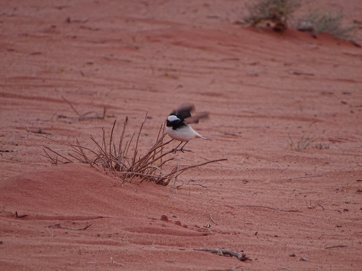Mourning Wheatear - ML642646578