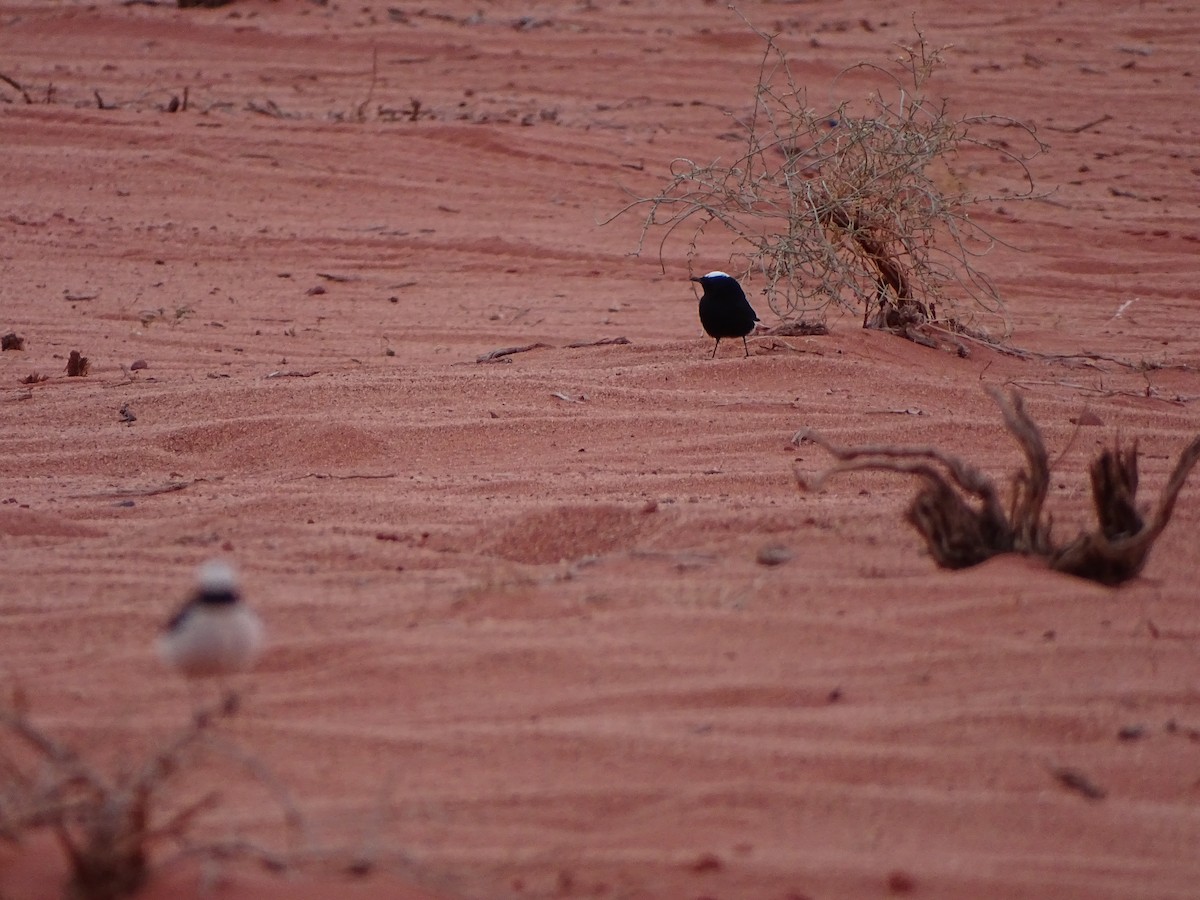 White-crowned Wheatear - ML642646582