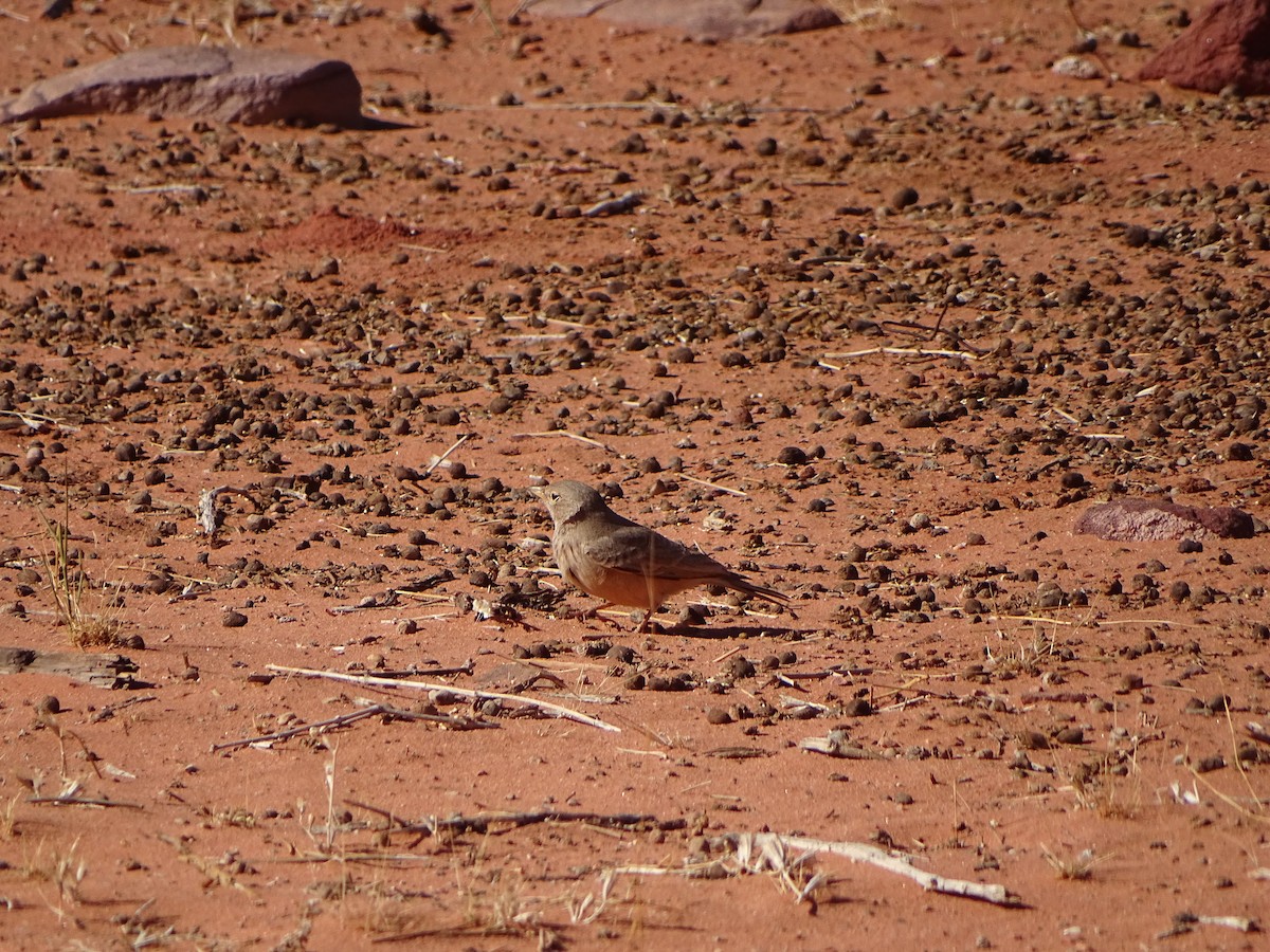 Desert Lark - ML642646585