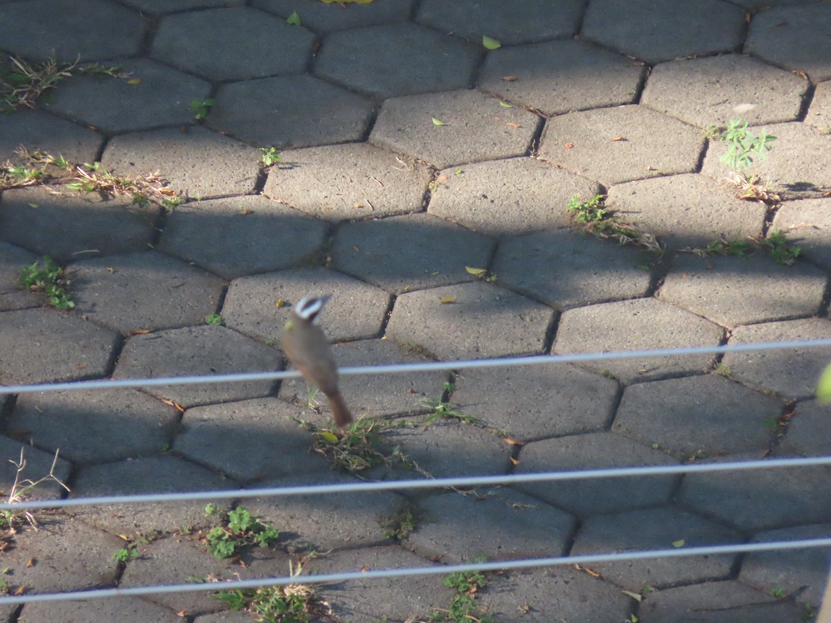 Boat-billed Flycatcher - ML642646592