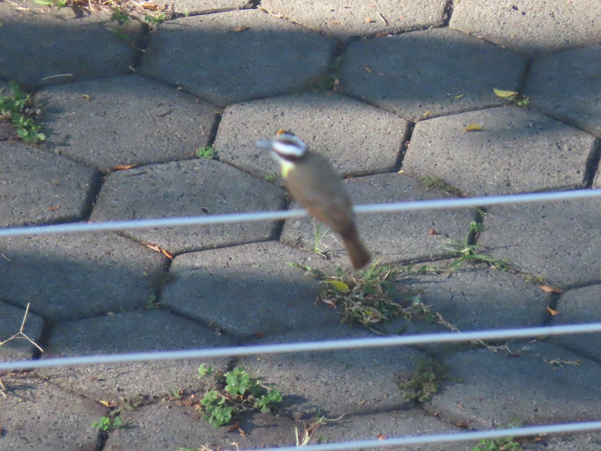 Boat-billed Flycatcher - ML642646593