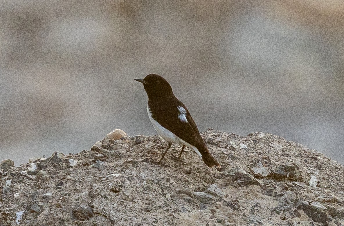 Variable Wheatear - ML642646601