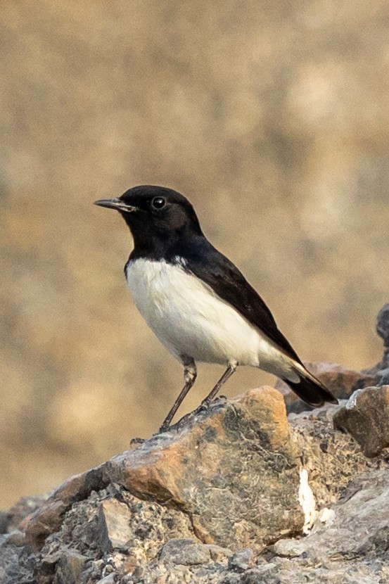 Variable Wheatear - ML642646602