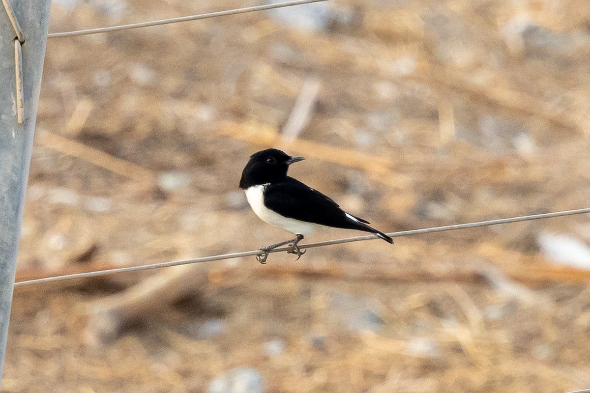 Variable Wheatear - ML642646603
