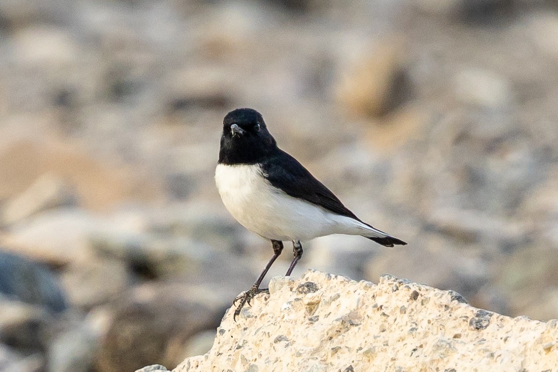 Variable Wheatear - ML642646604
