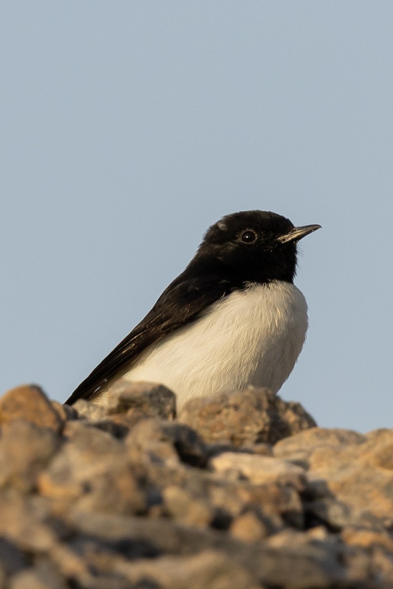 Variable Wheatear - ML642646606