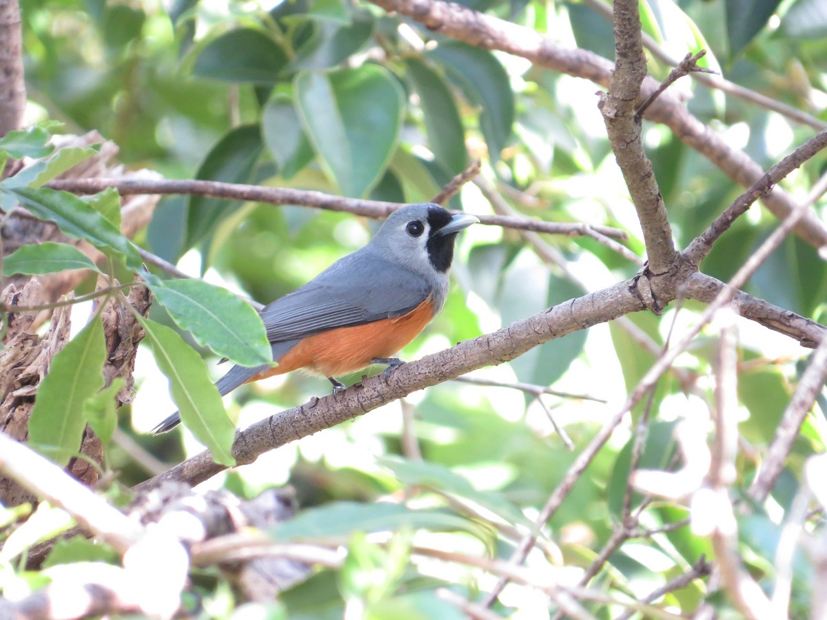Black-faced Monarch - ML642646609