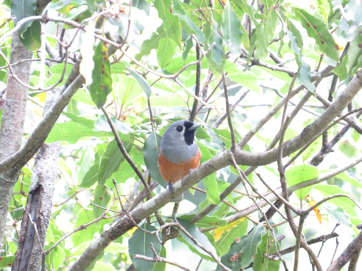 Black-faced Monarch - ML642646610