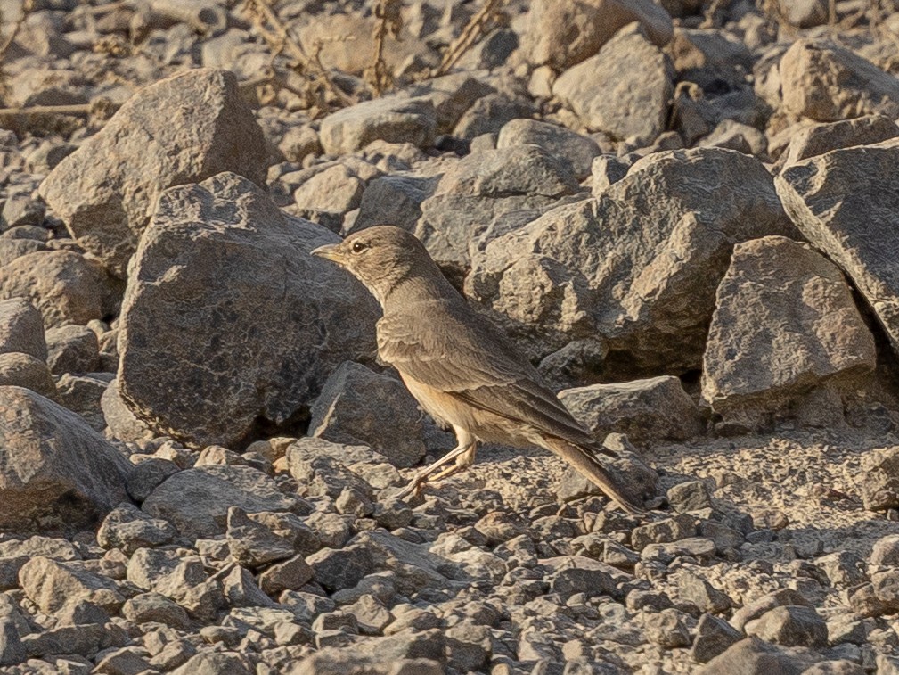 Desert Lark - ML642646612