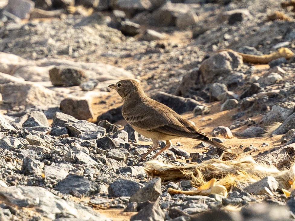 Desert Lark - ML642646613