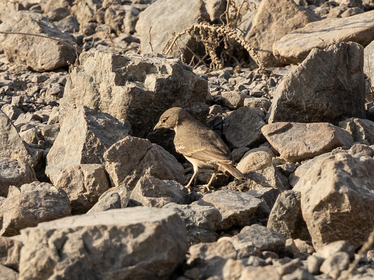 Desert Lark - ML642646614