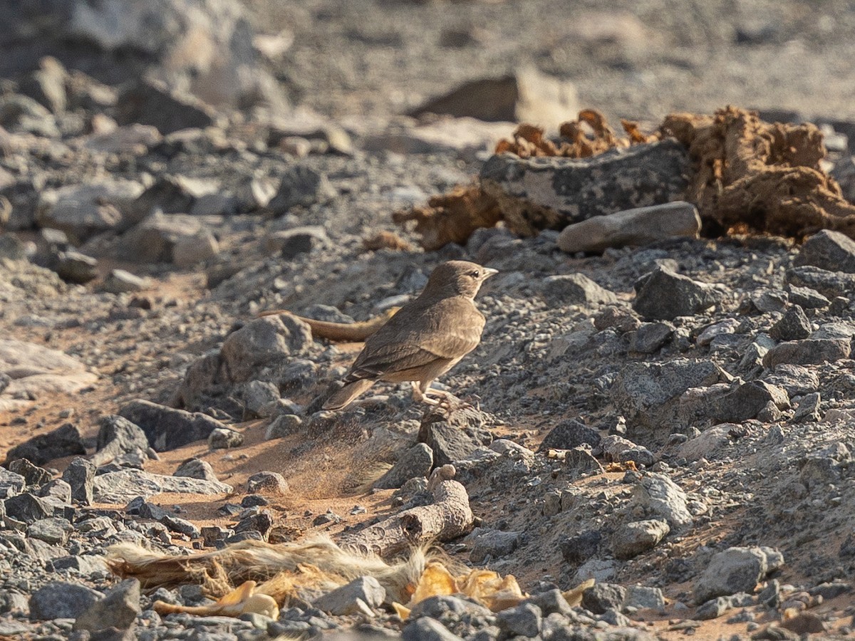 Desert Lark - ML642646615