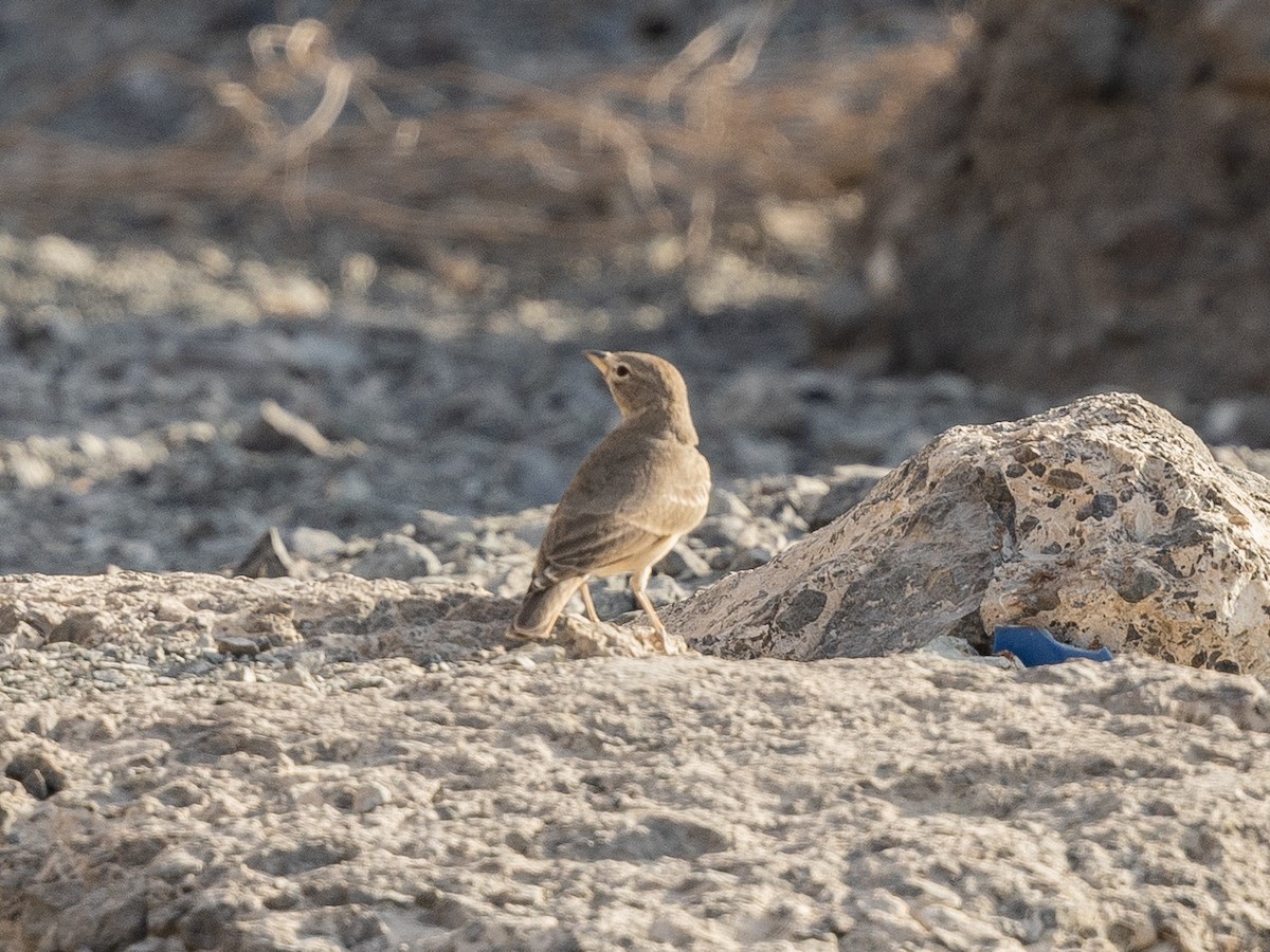 Desert Lark - ML642646616