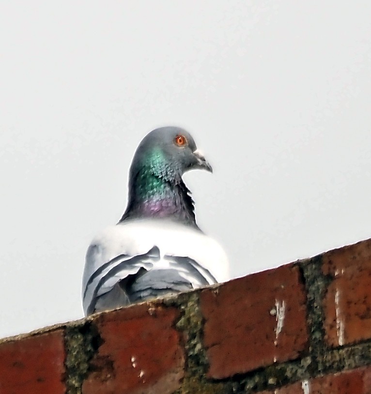 Rock Pigeon (Feral Pigeon) - ML642646617