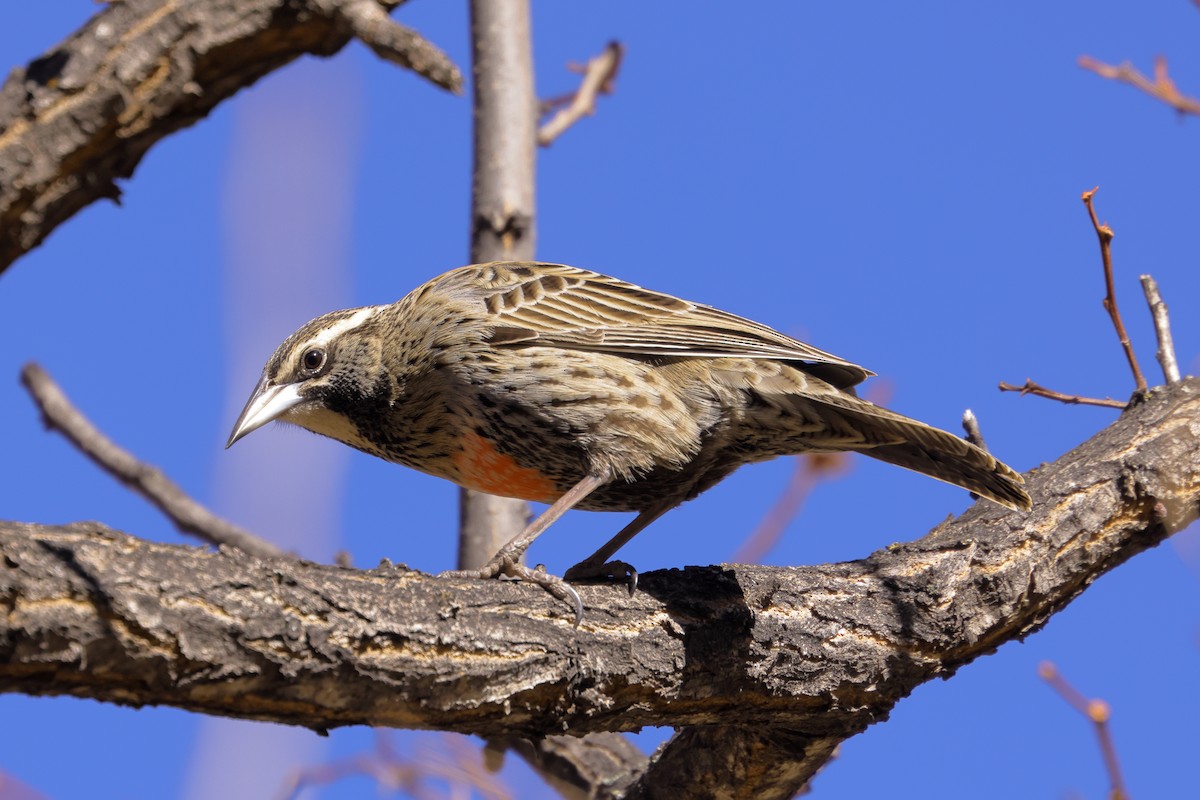 Long-tailed Meadowlark - ML642646633