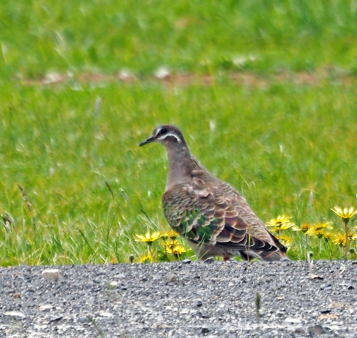 Common Bronzewing - ML642646634