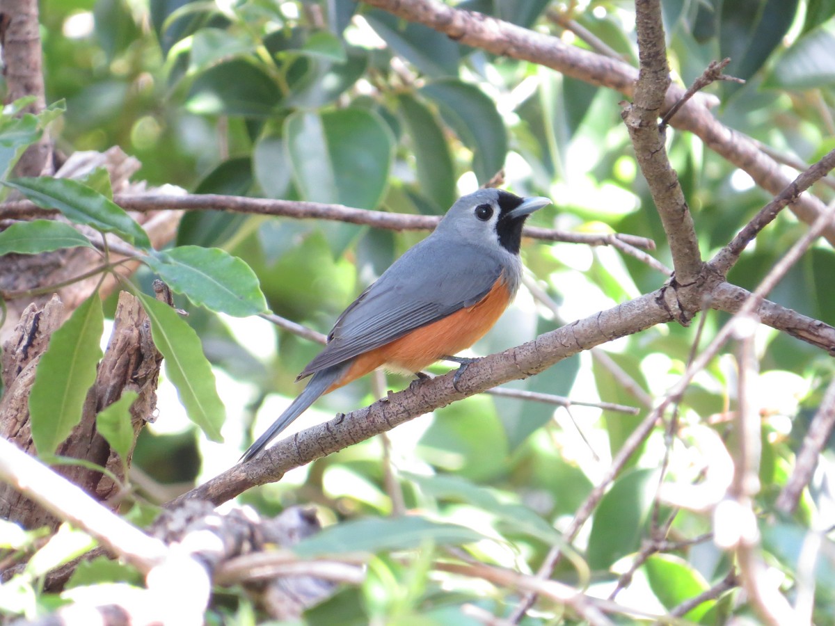 Black-faced Monarch - ML642646635
