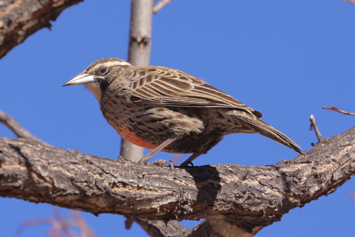 Long-tailed Meadowlark - ML642646636