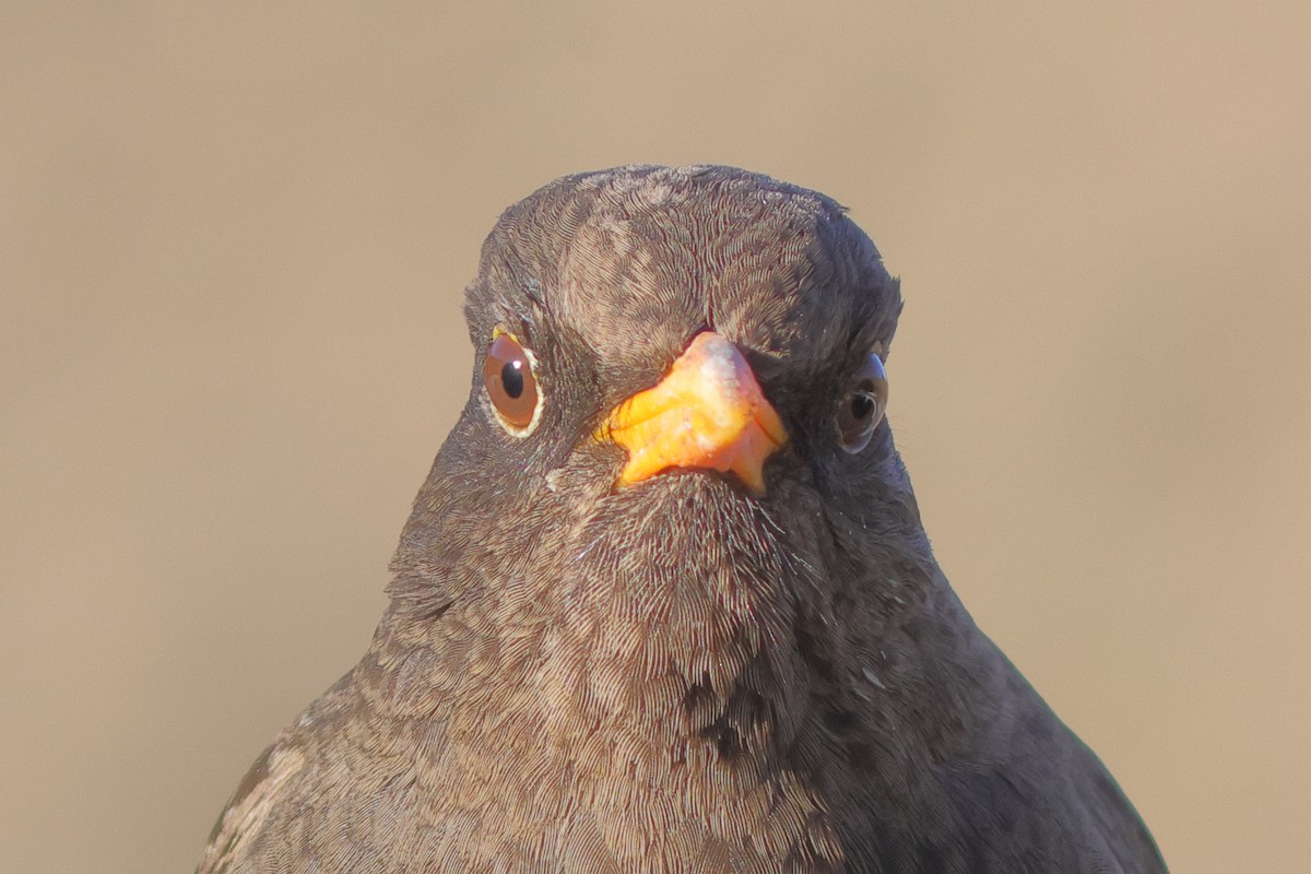 Chiguanco Thrush - ML642646653
