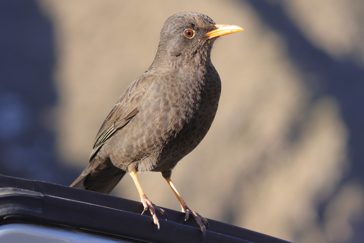 Chiguanco Thrush - ML642646656