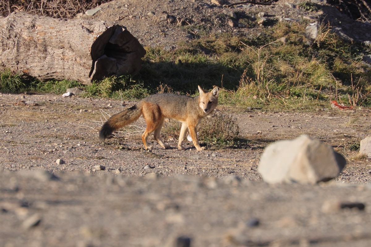 Mammals - ML642646665